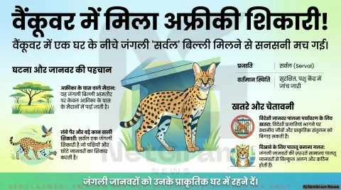 वैंकूवर में घर के नीचे मिली अफ्रीकी जंगली बिल्ली, देखकर हैरान रह गए लोग