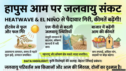 हापुस आम पर मौसम की मार, हीटवेव और एल नीनो से महाराष्ट्र के किसानों की बढ़ी चिंता