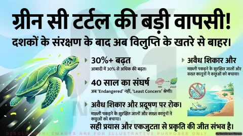 संरक्षण में बड़ी सफलता: ग्रीन सी टर्टल अब ‘एंडेंजर्ड’ नहीं, आबादी में दर्ज हुई बड़ी वृद्धि