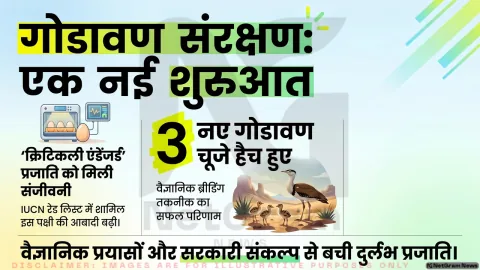 राजस्थान के रेगिस्तान में Great Indian Bustard के तीन चूज़े, विलुप्ति से लड़ाई को नई उम्मीद