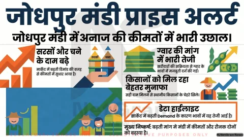 जोधपुर अनाज मंडी में सरसों, चना और ग्वार के भाव में तेजी, किसानों को मिल रहे बेहतर दाम