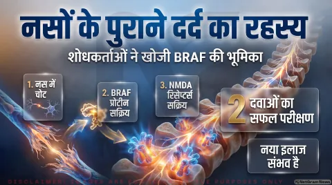 Neuropathic Pain Research Alert: नस की चोट के बाद बने रहने वाले दर्द की वजह आई सामने; तुरंत पढ़ें BRAF प्रोटीन पर नई स्टडी