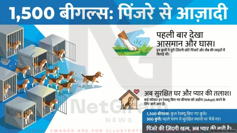 प्रयोगशाला के पिंजरों से आज़ादी तक: 1,500 बीगल कुत्तों को मिला नया जीवन, अब इंसानी गोद का इंतज़ार